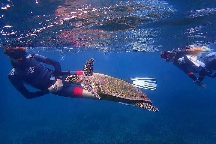 snorkeling pigeon island